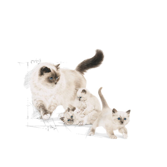 Royal Canin Mother And Babycat Dry Cat Food